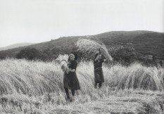 Panisal 04 Panisal 04